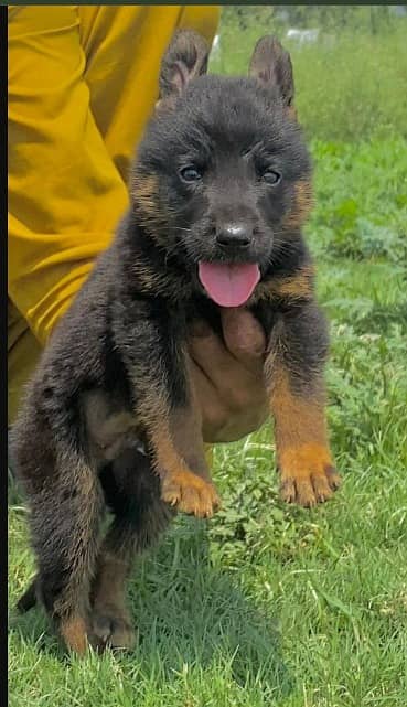 German  Shepherd Puppy | double  Coat | gsd | Dog For sale | Puppies