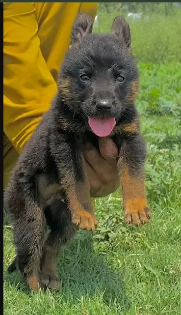 German  Shepherd Puppy | double  Coat | gsd | Dog For sale | Puppies