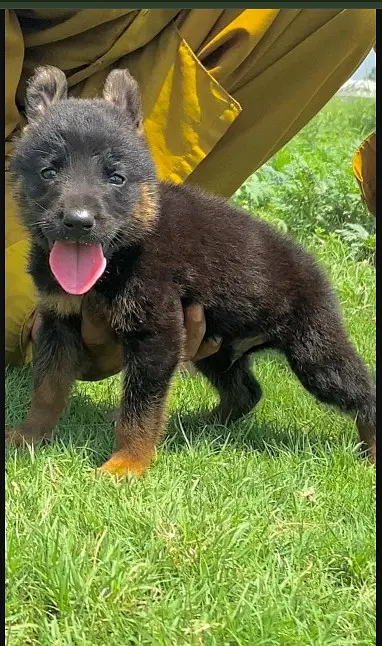 German  Shepherd Puppy | double  Coat | gsd | Dog For sale | Puppies — photo 2