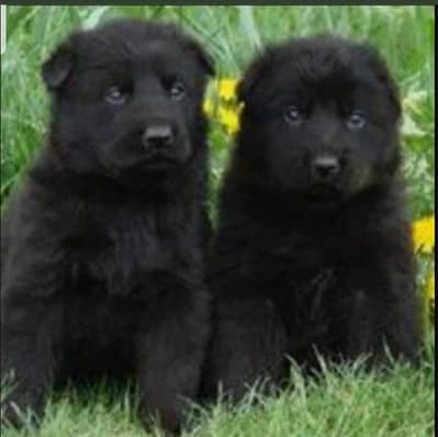 black  Shepherd Puppy | double  Coat | gsd | Dog For sale | Puppies