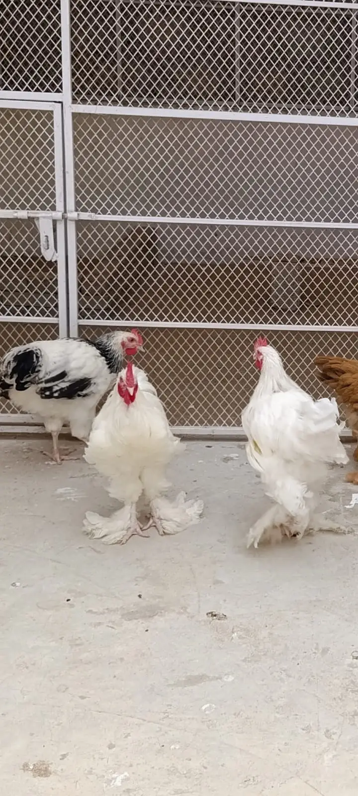 fancy hens / Light Sussex / Golden Buff / Ayam Cemani / fancy chicks /