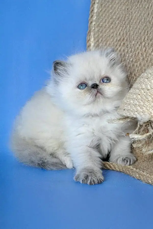 Persian cats My WhatsApp 03436966924 — photo 2