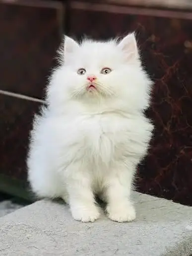 Persian cats My WhatsApp 03436966924 — photo 3