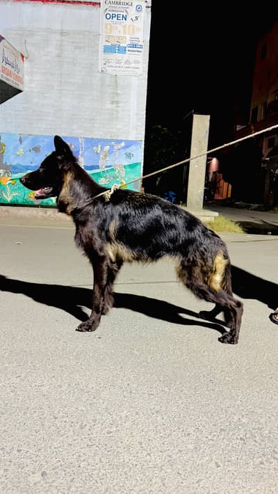 Female Belgian Shepherd Groenendael | Long  Coat | Pedigree | Faisalab