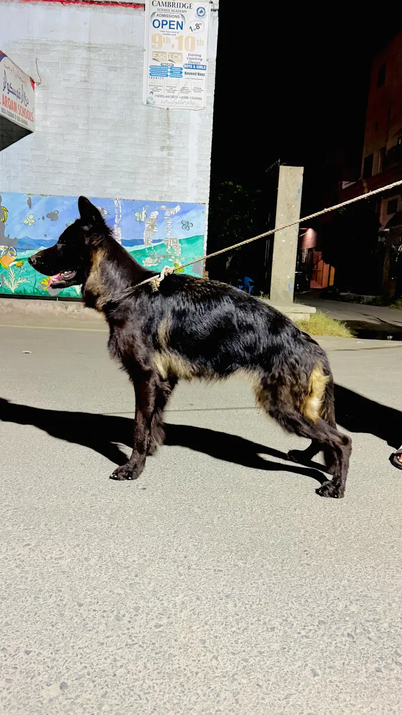 Female Belgian Shepherd Groenendael | Long  Coat | Pedigree | Faisalab