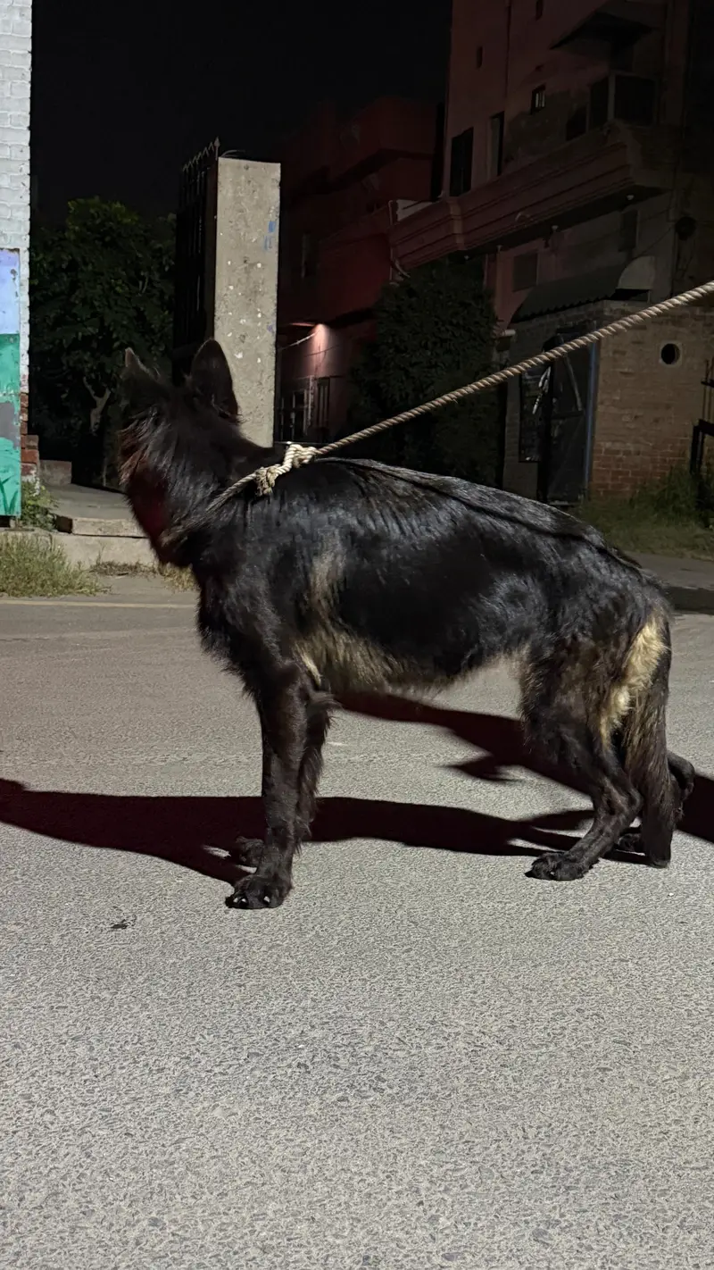 Female Belgian Shepherd Groenendael | Long  Coat | Pedigree | Faisalab — photo 2