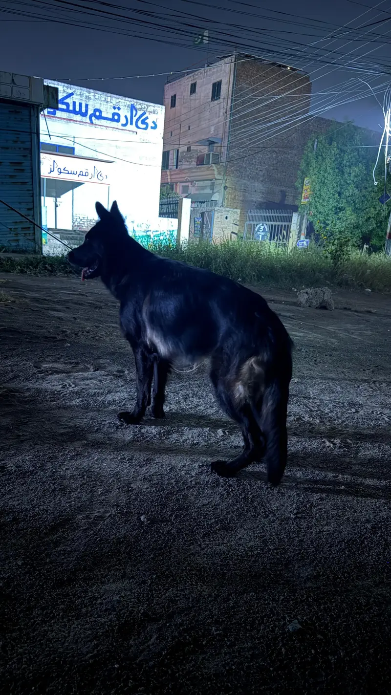 Female Belgian Shepherd Groenendael | Long  Coat | Pedigree | Faisalab — photo 3