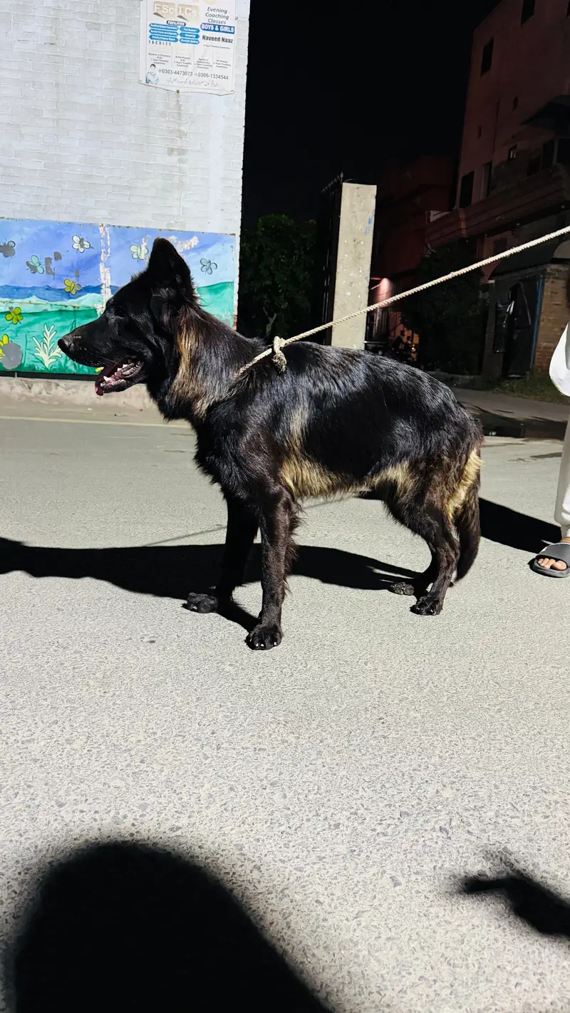 Female Belgian Shepherd Groenendael | Long  Coat | Pedigree | Faisalab — photo 4