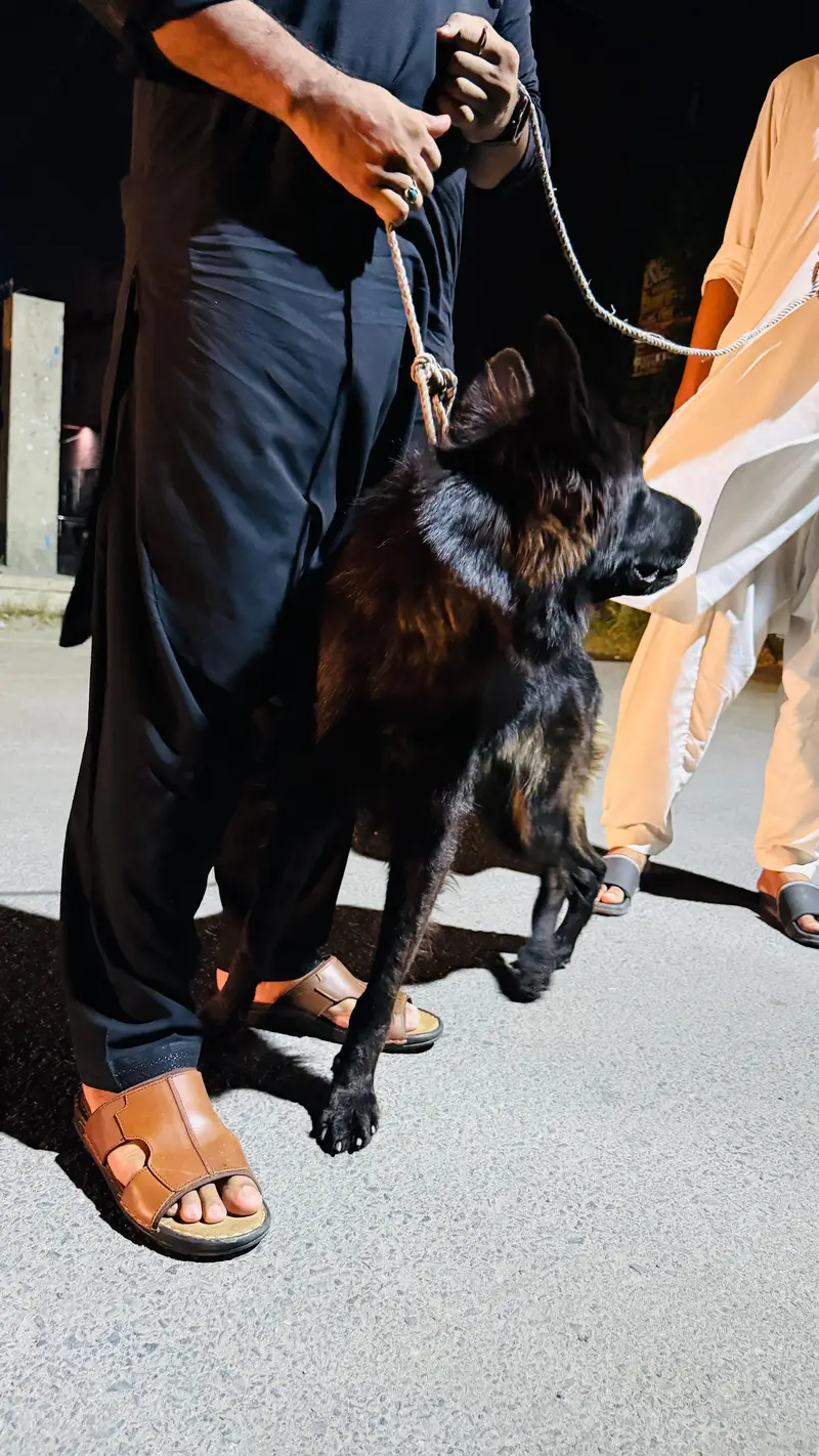 Female Belgian Shepherd Groenendael | Long  Coat | Pedigree | Faisalab — photo 5