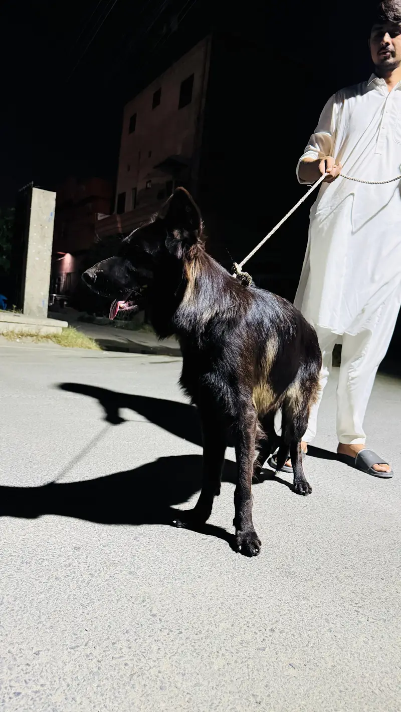 Female Belgian Shepherd Groenendael | Long  Coat | Pedigree | Faisalab — photo 6