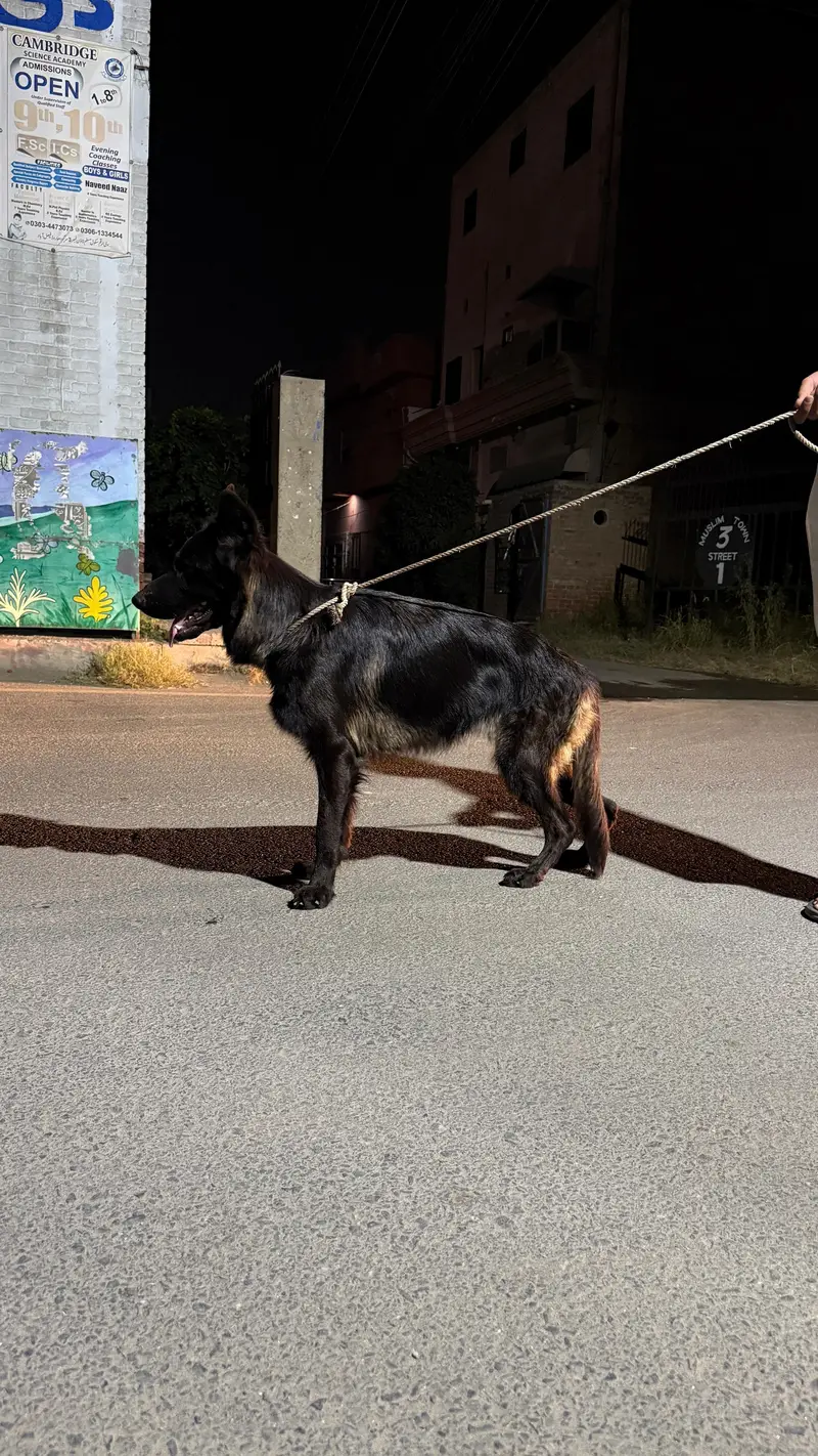 Female Belgian Shepherd Groenendael | Long  Coat | Pedigree | Faisalab — photo 7