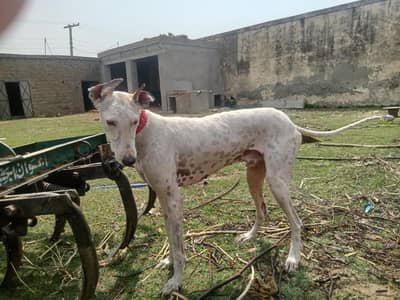 sikhari dog for sale