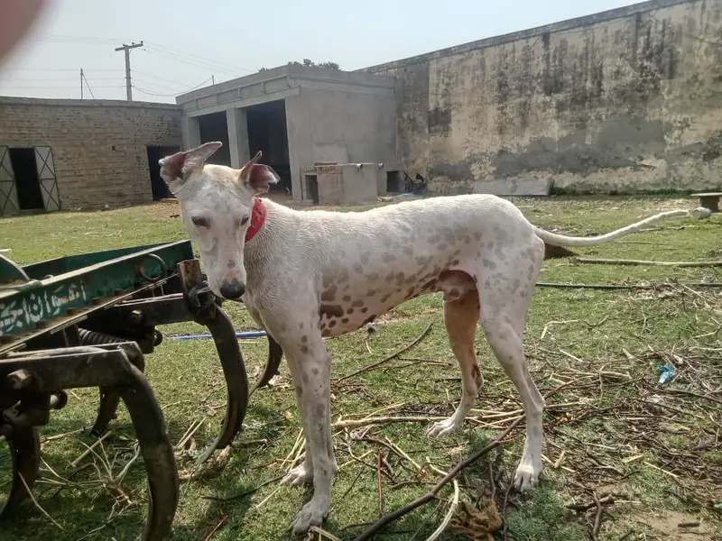 sikhari dog for sale