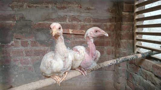 Heera Aseel