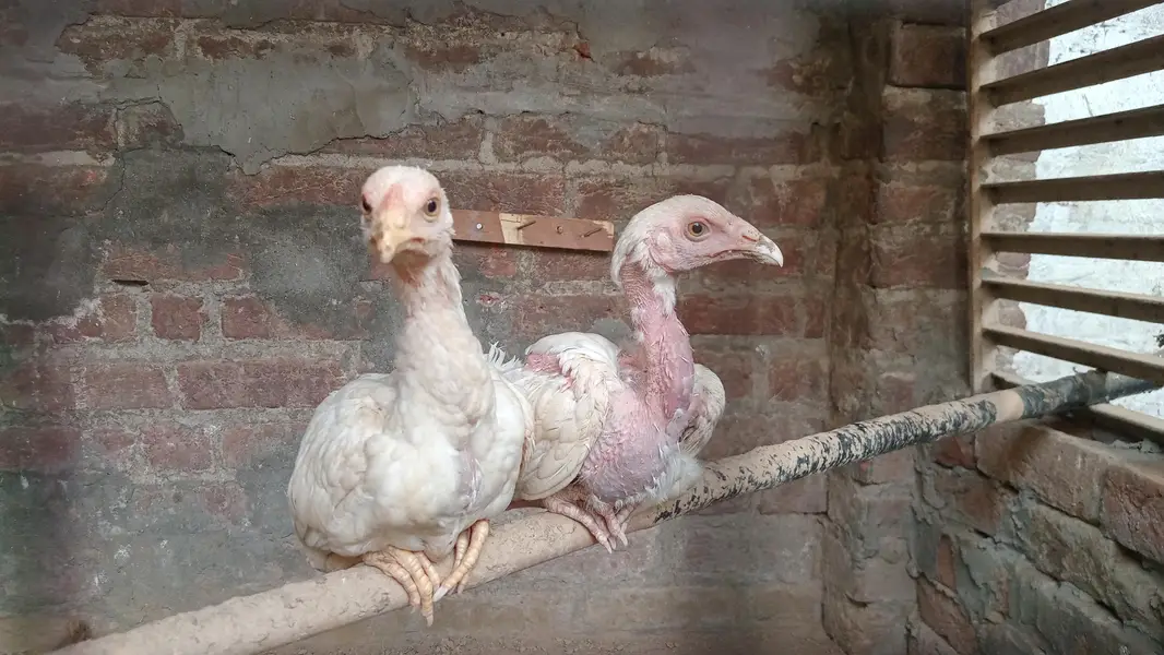 Heera Aseel
