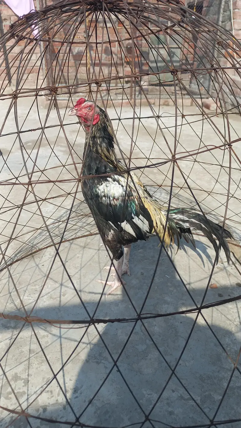 جاوا شمو مرغا برائے فروخت  | صحت مند اور ایکٹو | فوری سیل