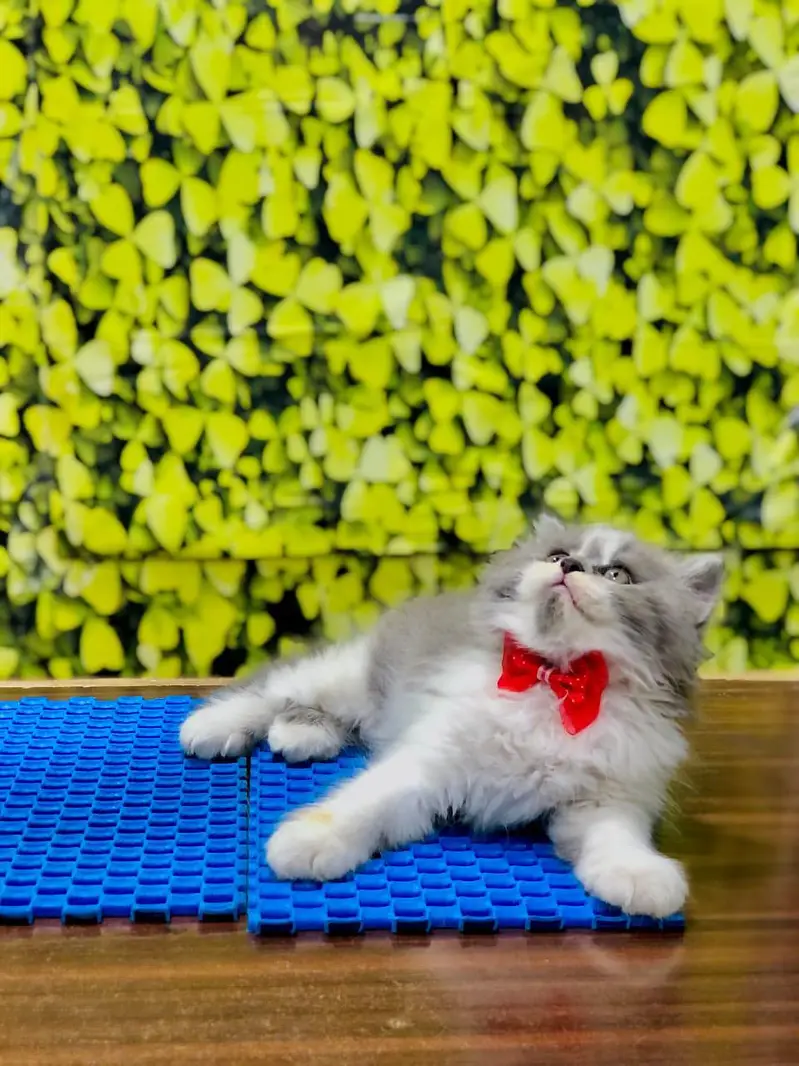 Cash on delivery parshion punch face kittens — photo 9