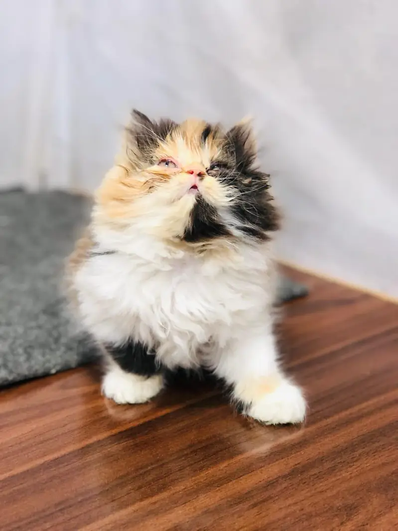 Cash on delivery parshion punch face kittens — photo 10