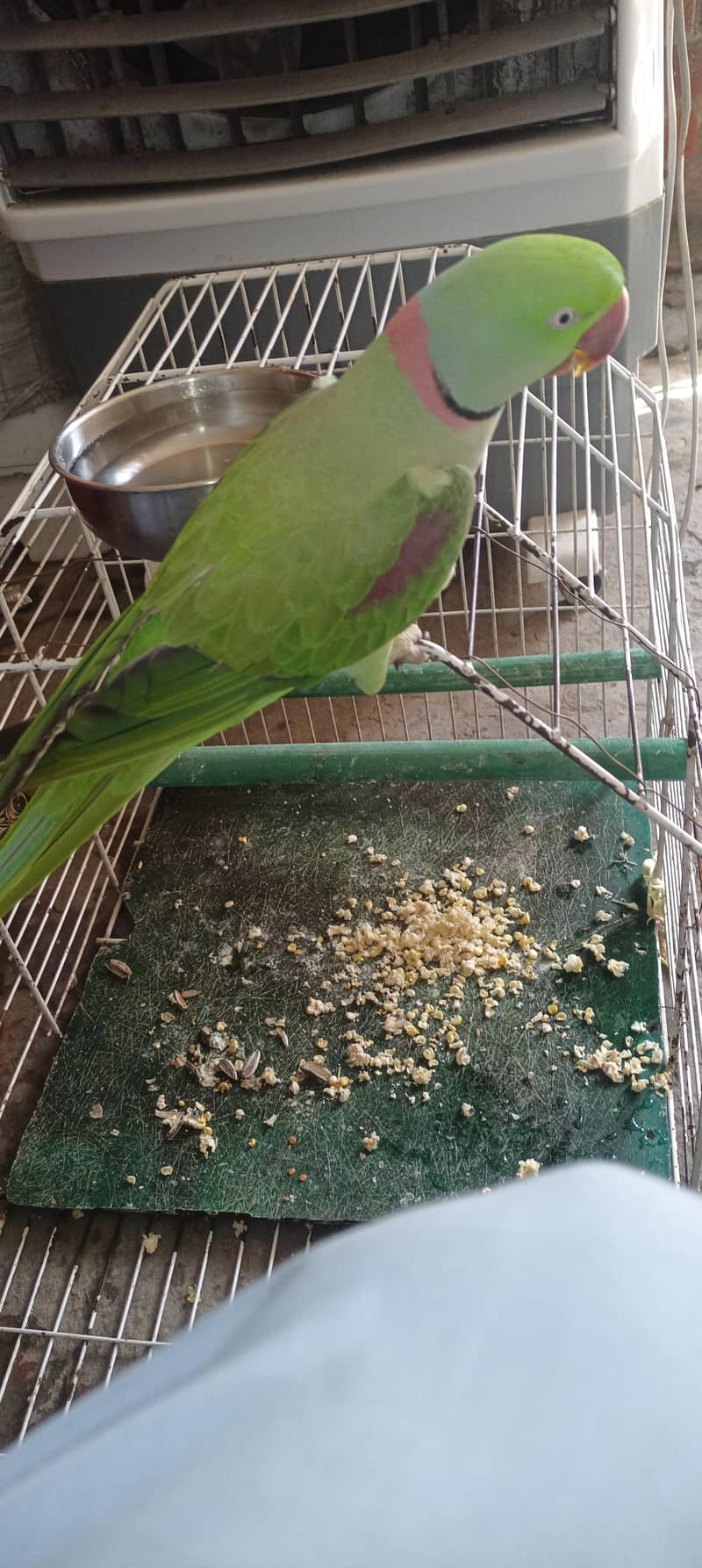 raw parrot 0