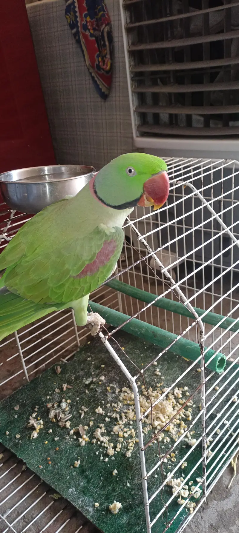 raw parrot — photo 2