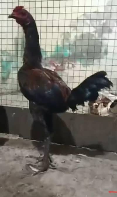 burmi pkoya
