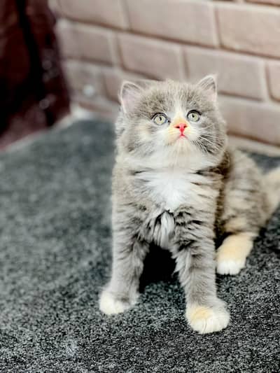 Cash on delivery parshion punch face kittens
