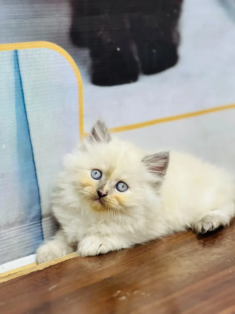 Cash on delivery parshion punch face kittens — photo 3