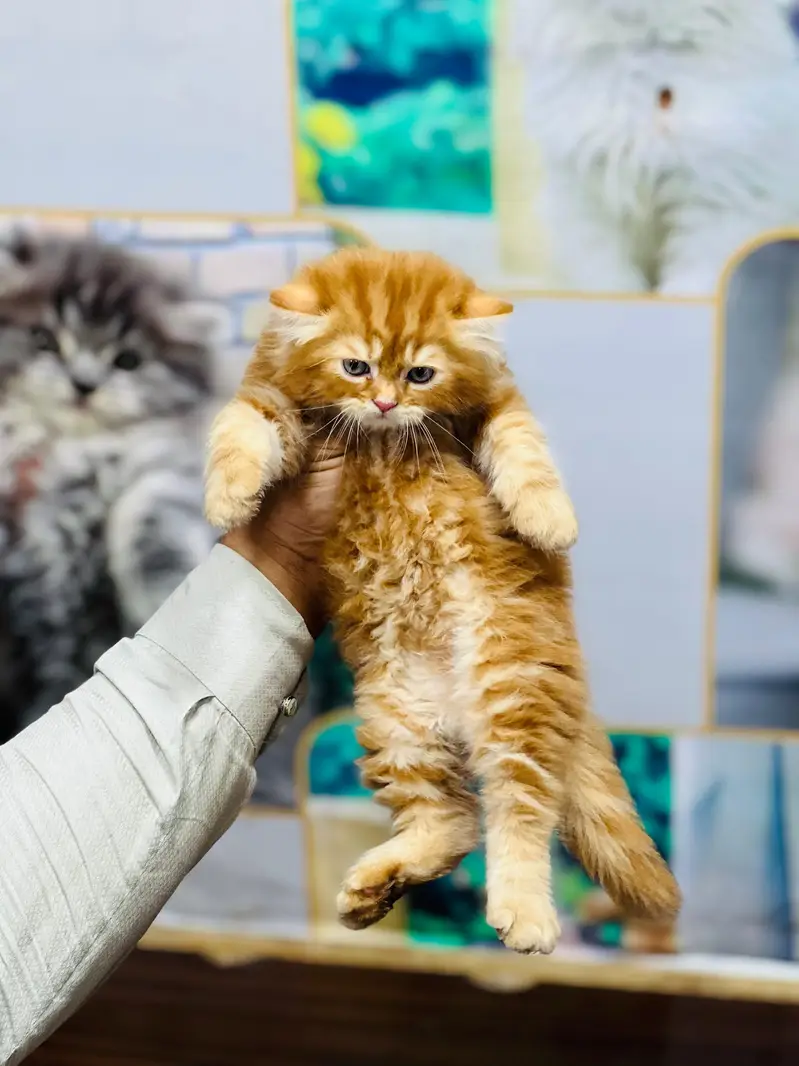Cash on delivery parshion punch face kittens — photo 7