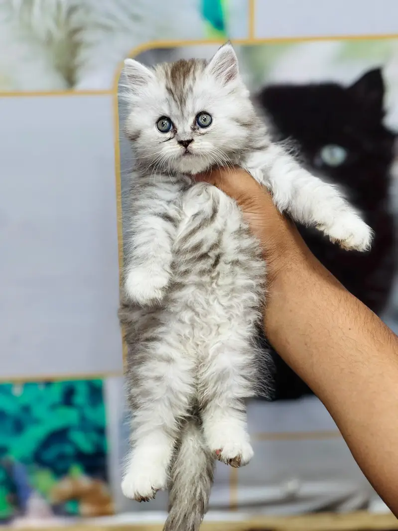 Cash on delivery parshion punch face kittens — photo 9
