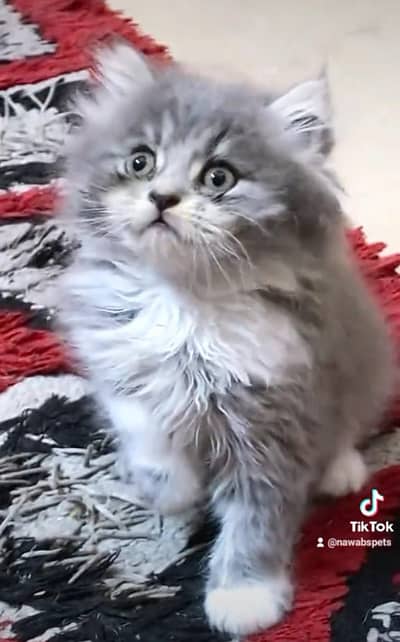 Persian kittens