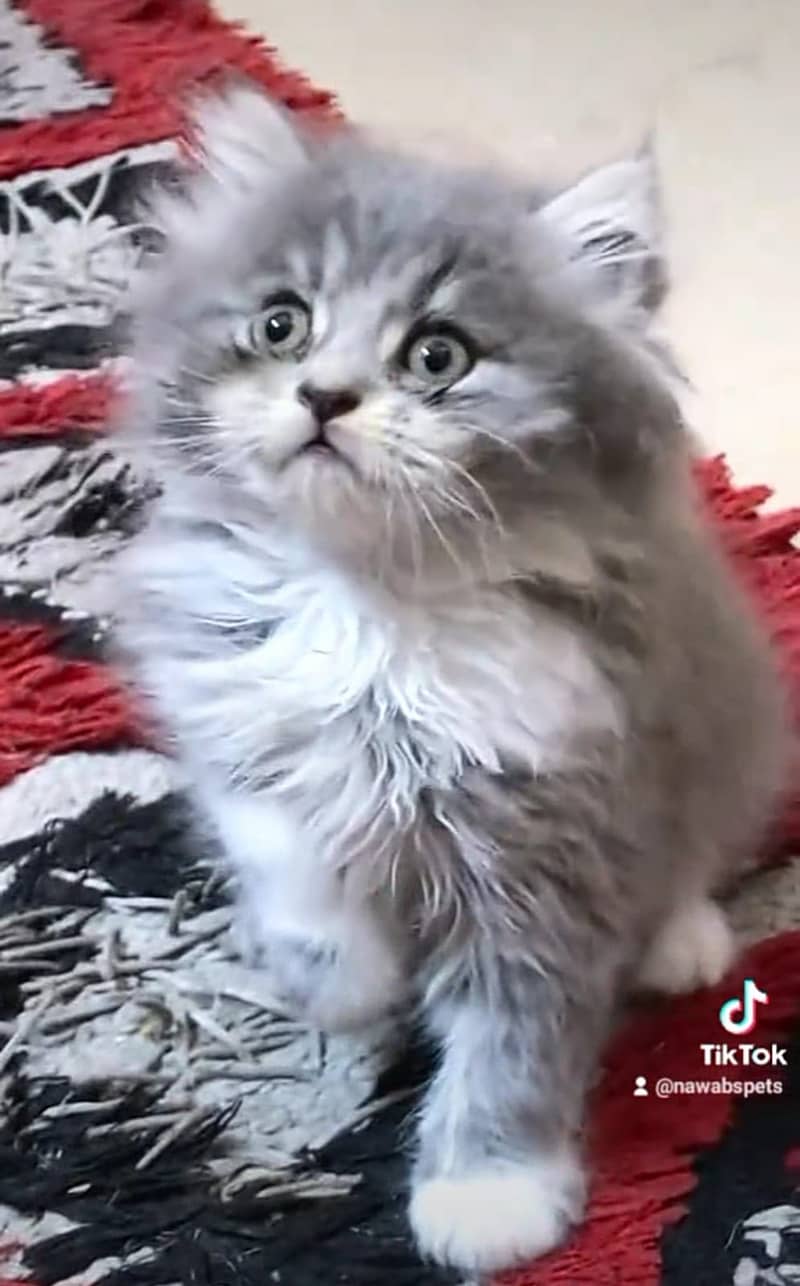Persian kittens 0