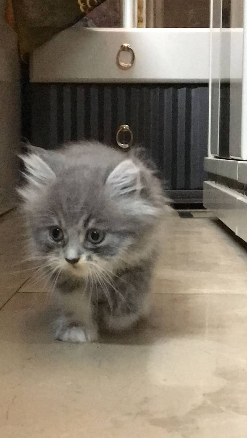 Persian kittens 1