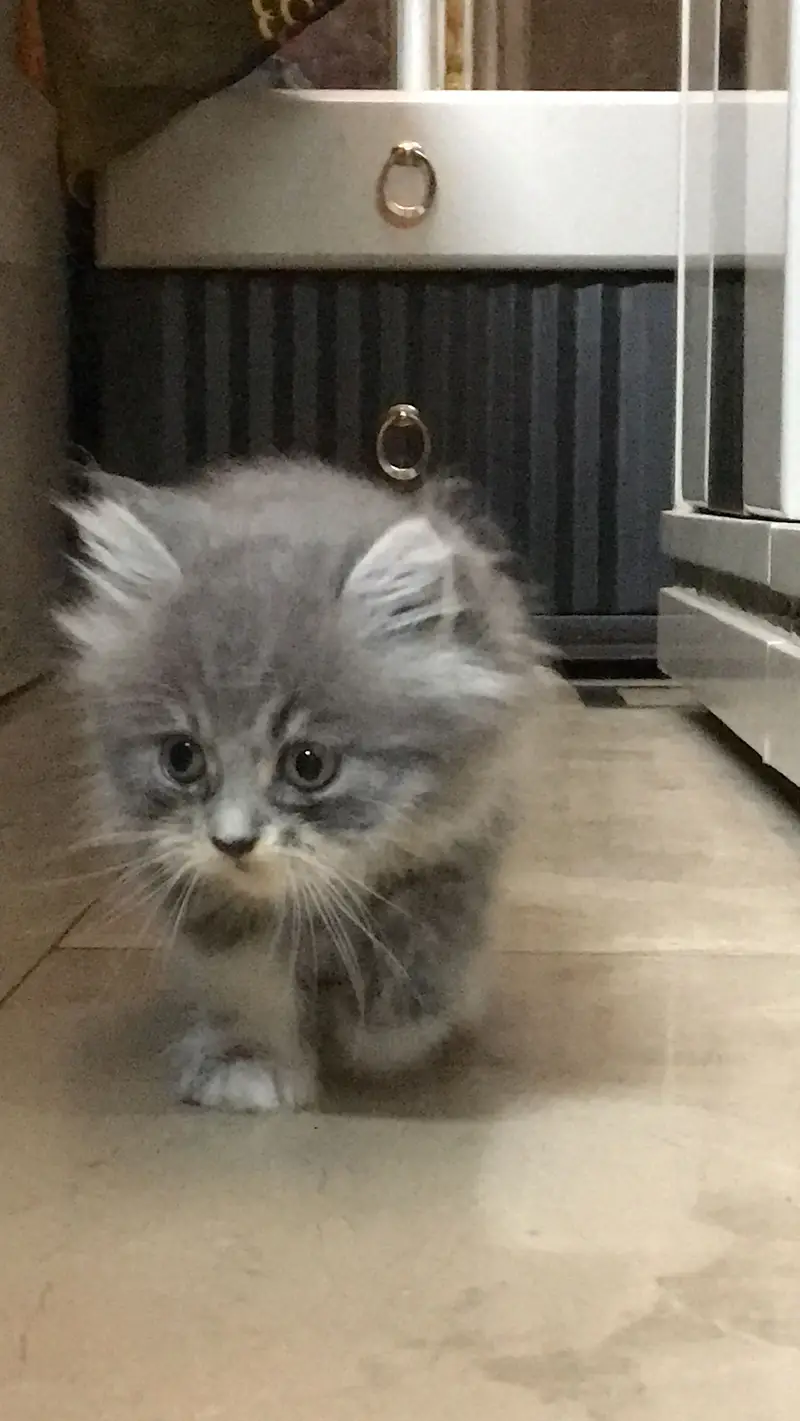 Persian kittens — photo 2