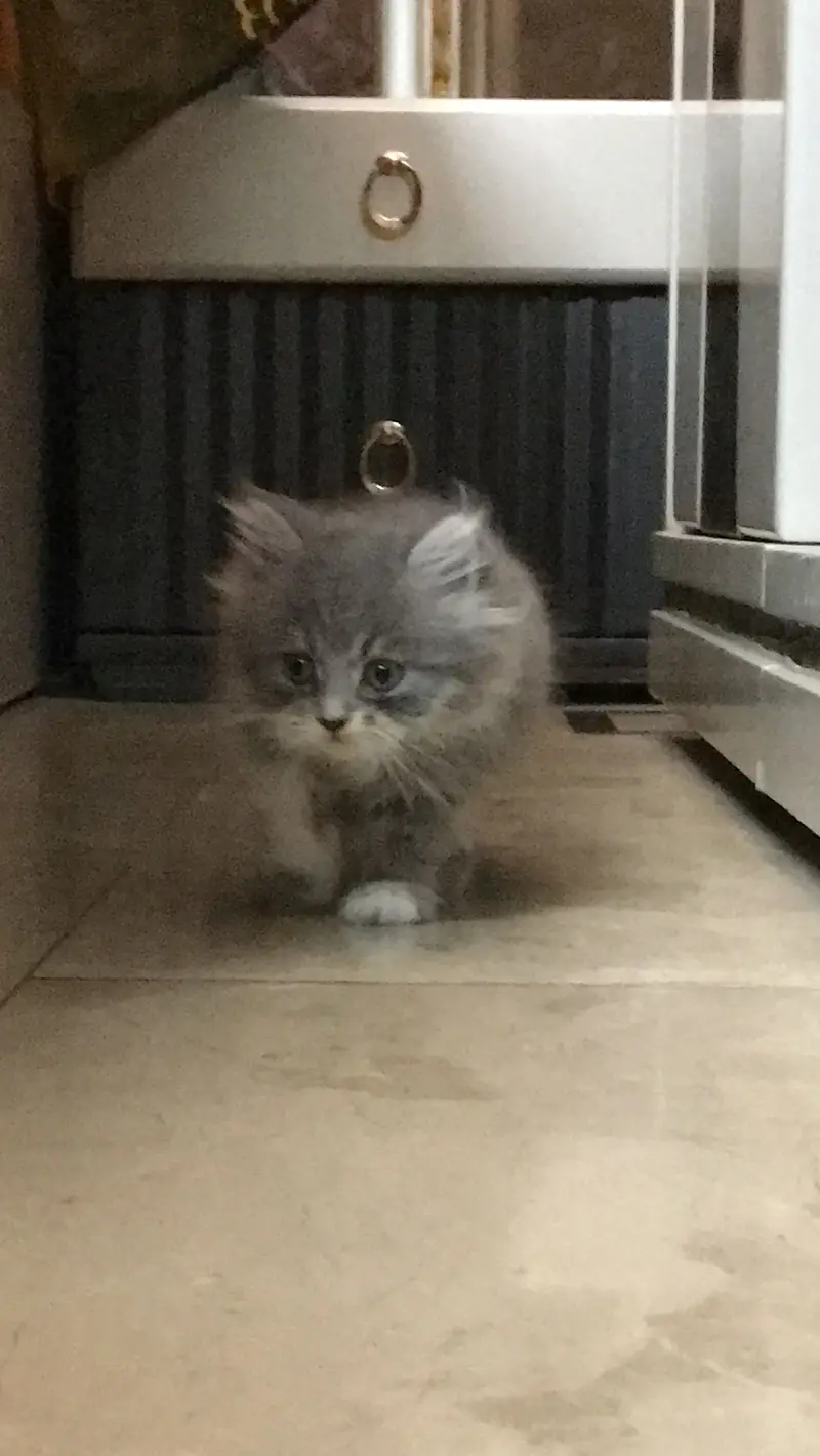 Persian kittens — photo 3