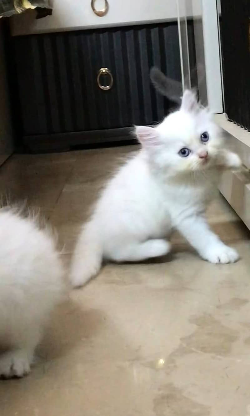 Persian kittens 3
