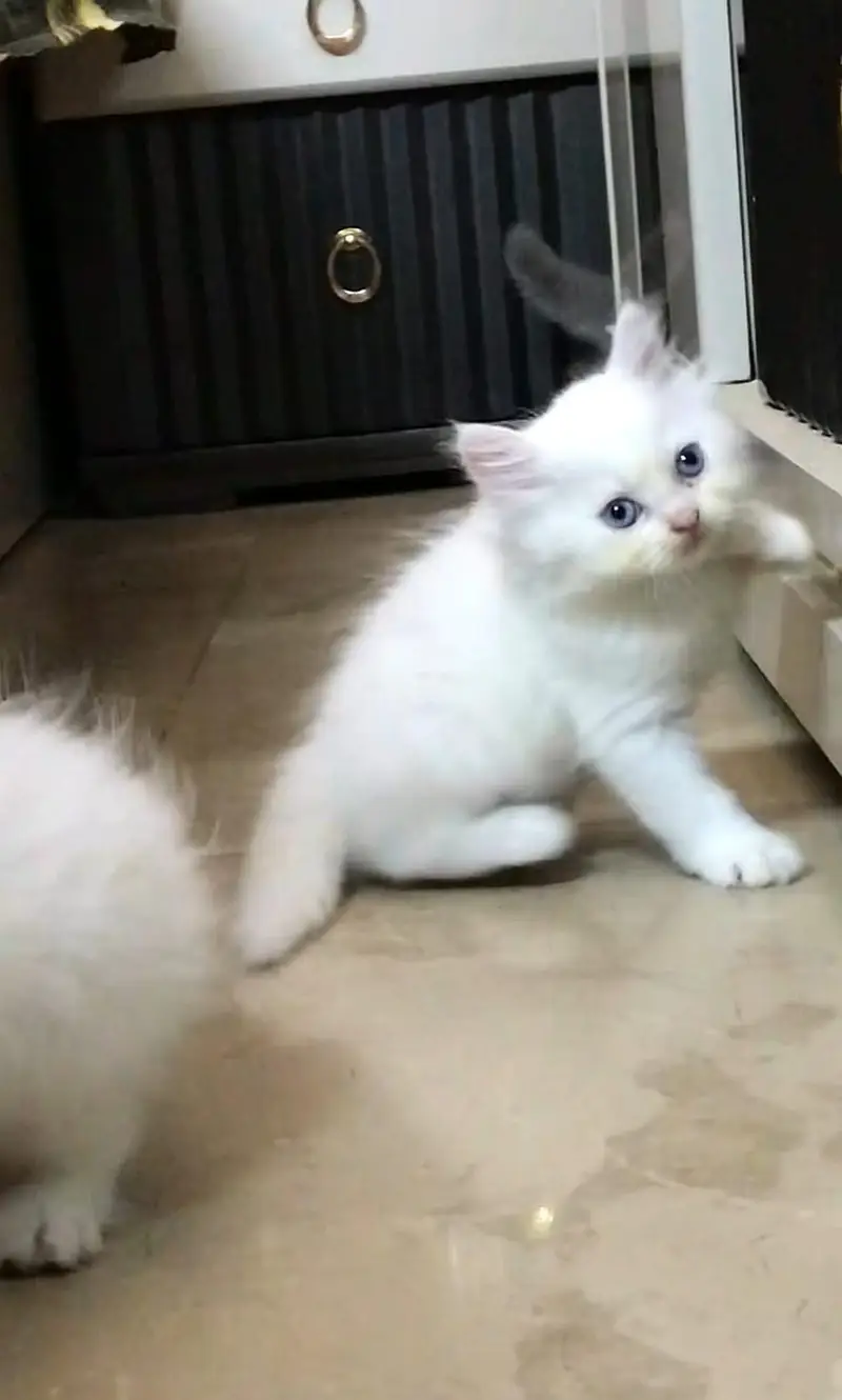 Persian kittens — photo 4