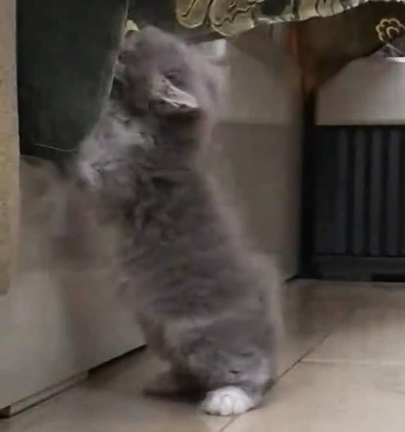 Persian kittens 4