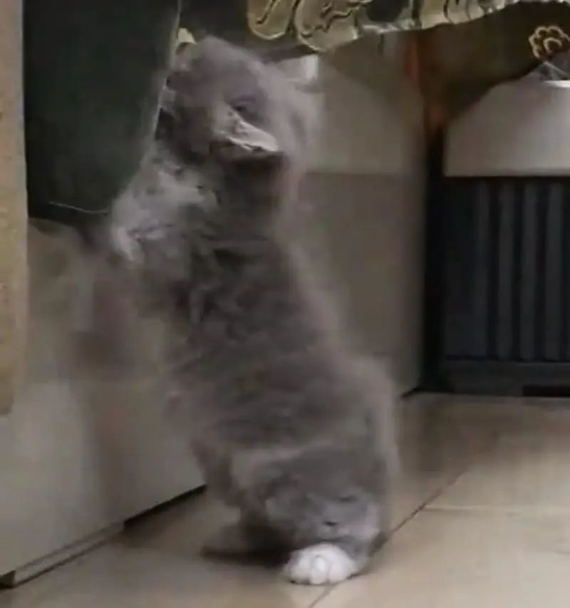 Persian kittens — photo 5