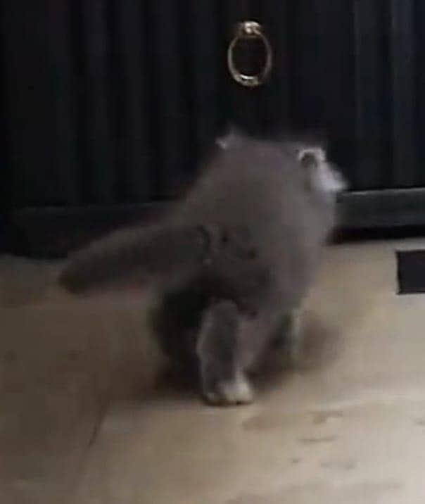 Persian kittens 5