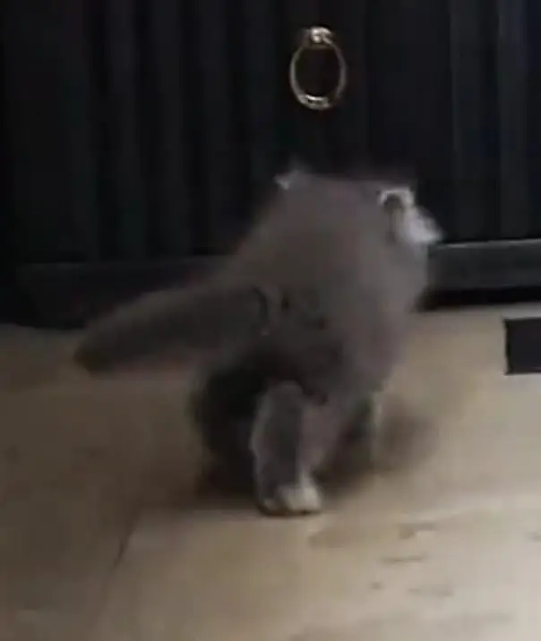Persian kittens — photo 6