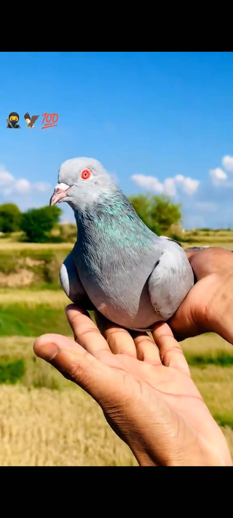 خاکی کمگر کبوتر 2