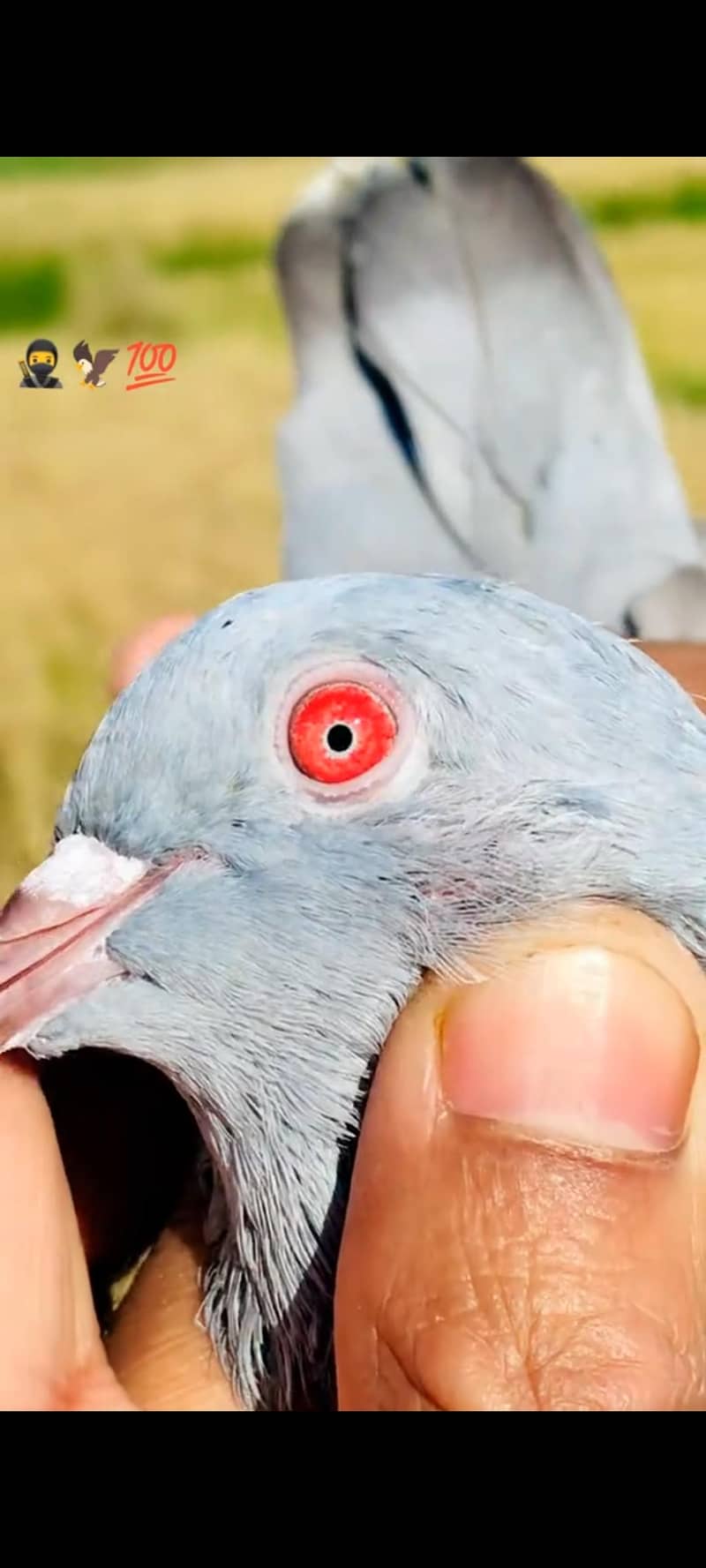 خاکی کمگر کبوتر 3
