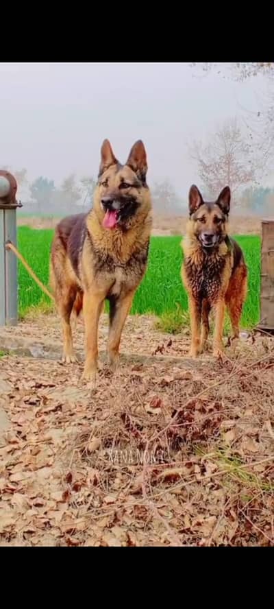 German Shepherd Dog for Sale