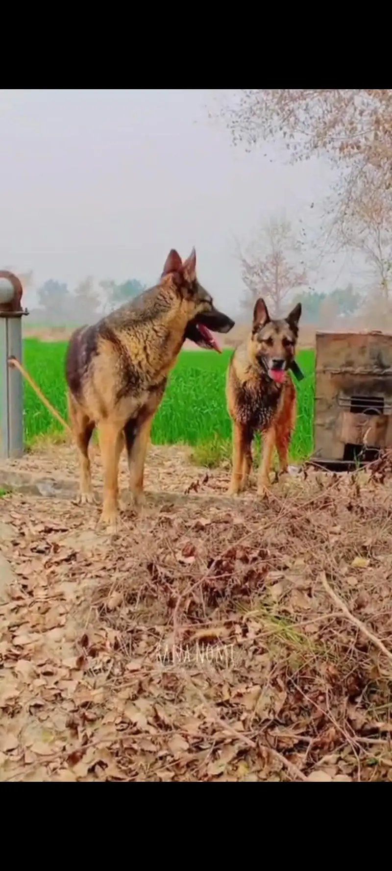 German Shepherd Dog for Sale — photo 2