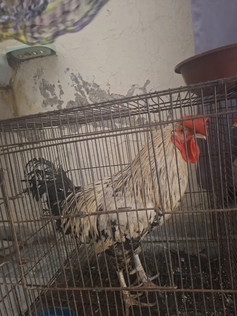 Aseel Amroha 03255886001 — photo 2
