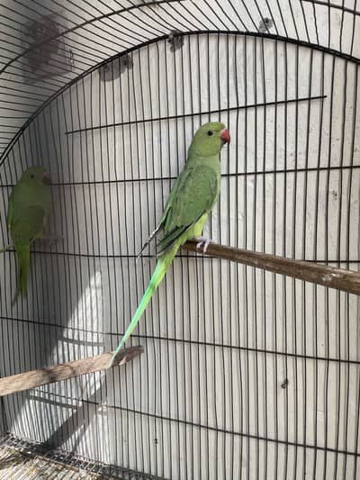 Bolny waly parrot