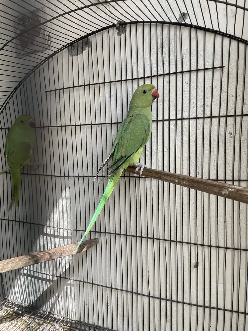 Bolny waly parrot