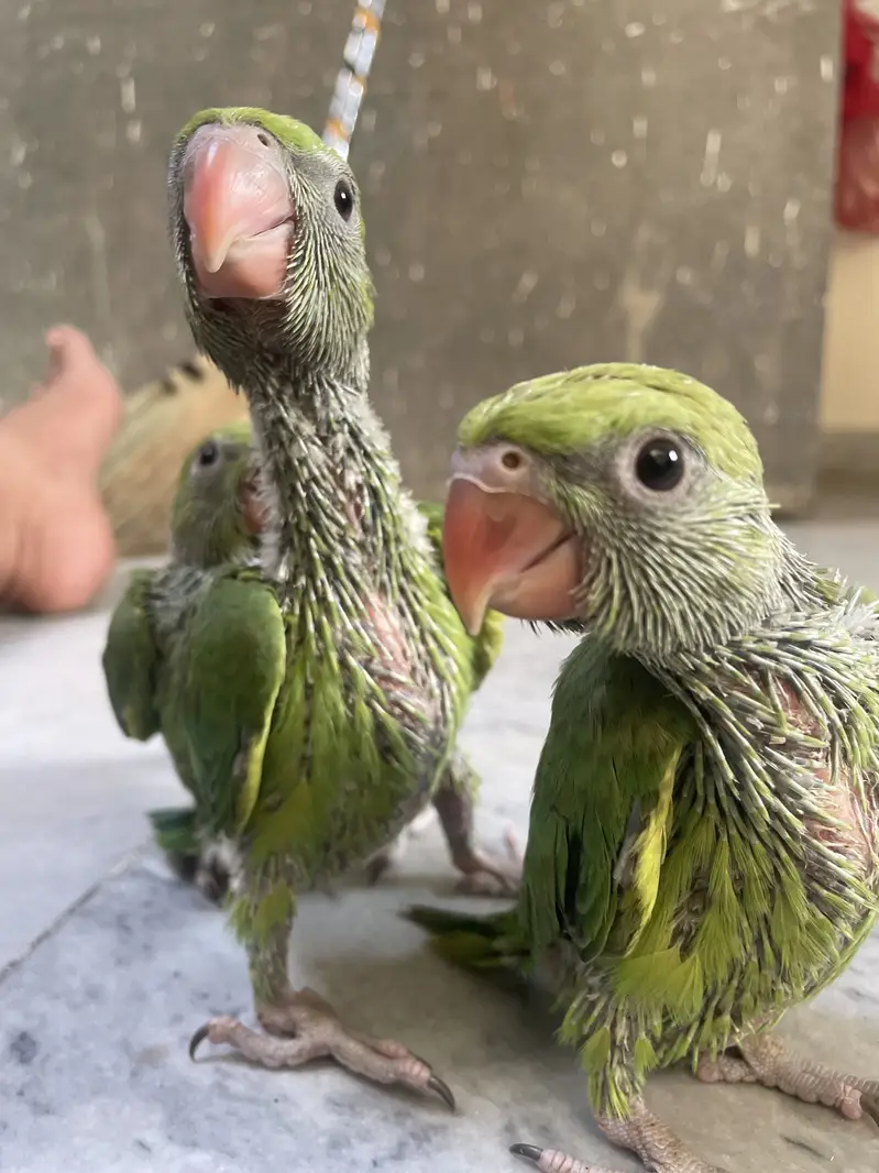 Bolny waly parrot — photo 2