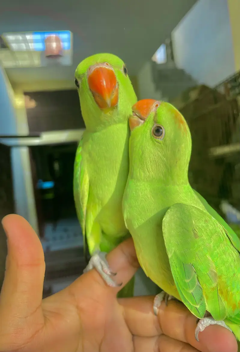 Bolny waly parrot — photo 3