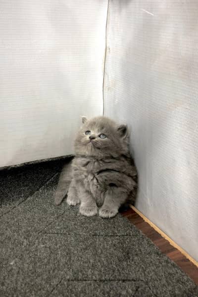 Cash on delivery parshion punch face kittens